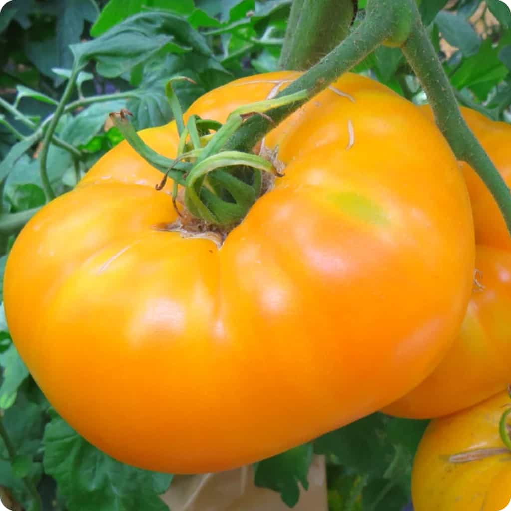 The 20 Best Tomato Varieties – Amana Orange