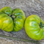 The 20 Best Tomato Varieties – Aunt Ruby’s German Green