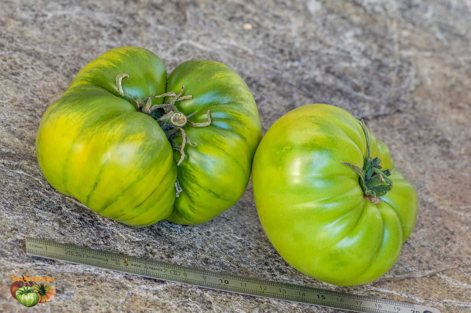 The 20 Best Tomato Varieties – Aunt Ruby’s German Green