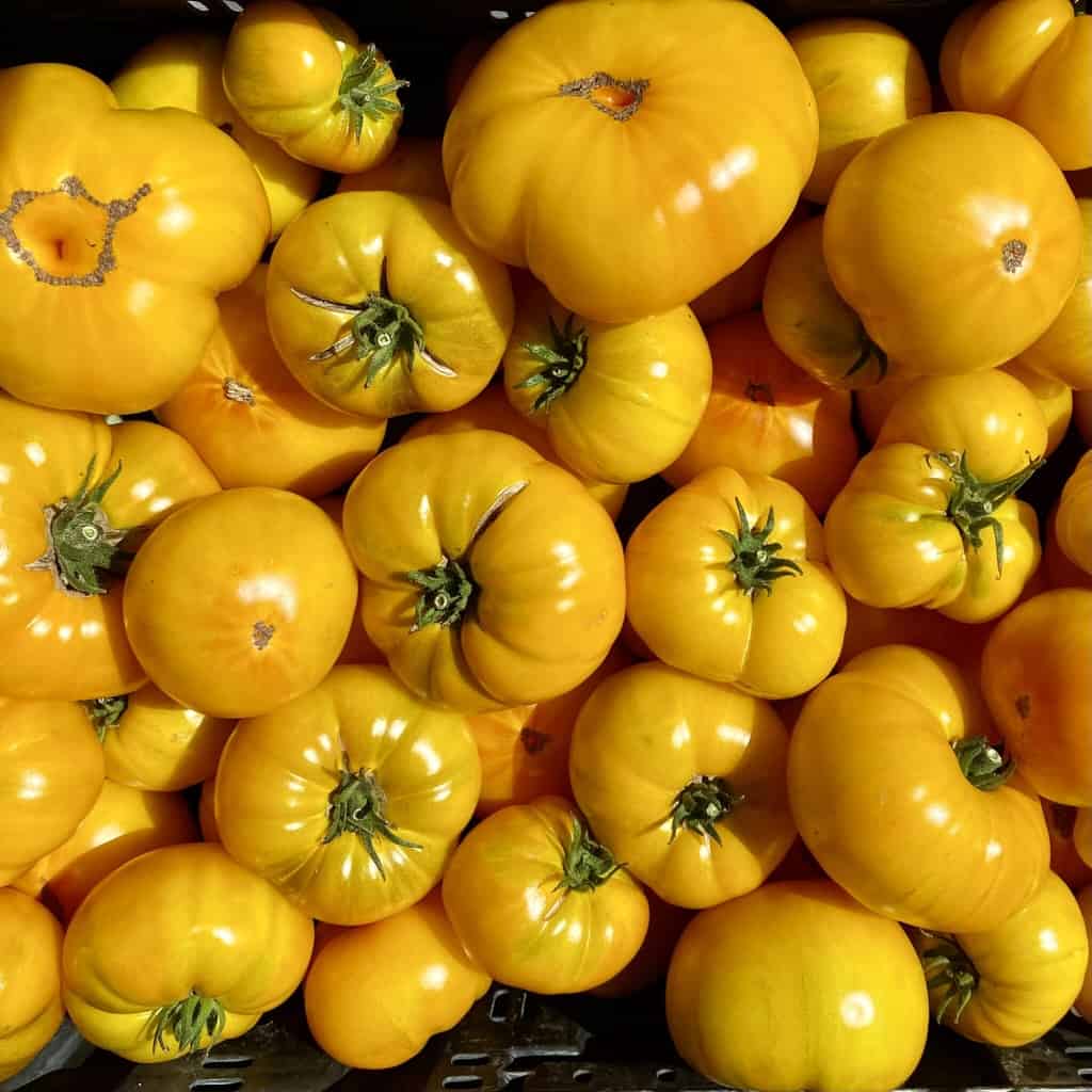 The 20 Best Tomato Varieties – Azoychka