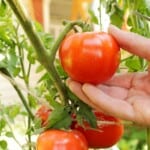 The 20 Best Tomato Varieties – Celebrities