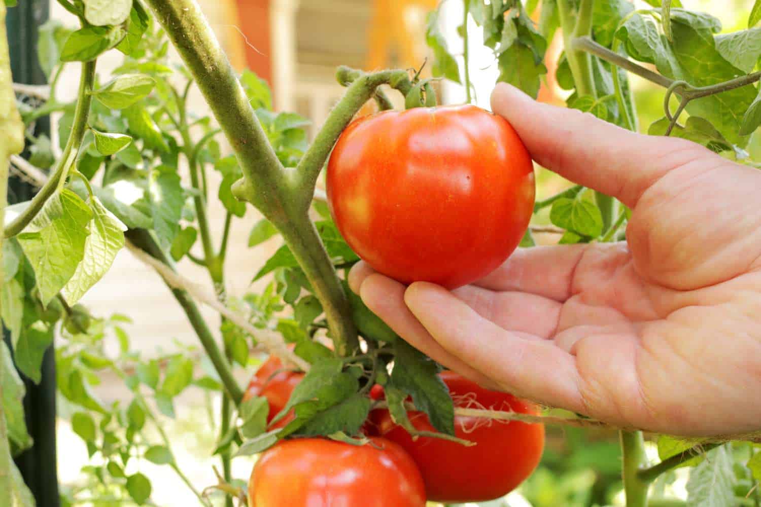 The 20 Best Tomato Varieties – Celebrities