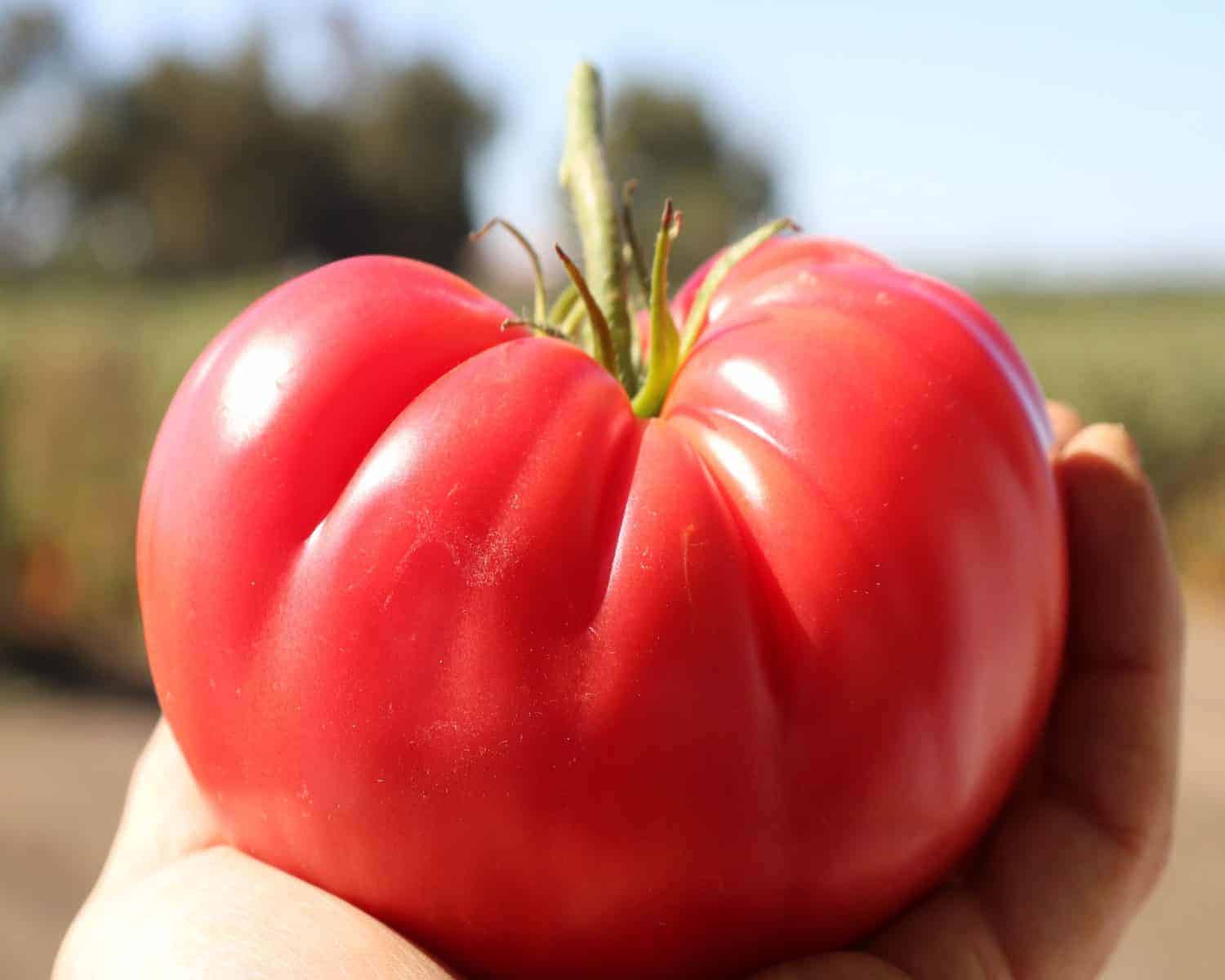 The 20 Best Tomato Varieties – Delicious