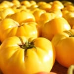 The 20 Best Tomato Varieties – Dixie Golden Giant