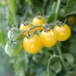 The 20 Best Tomato Varieties – Fire Fly