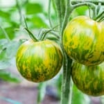 The 20 Best Tomato Varieties – Green Zebra