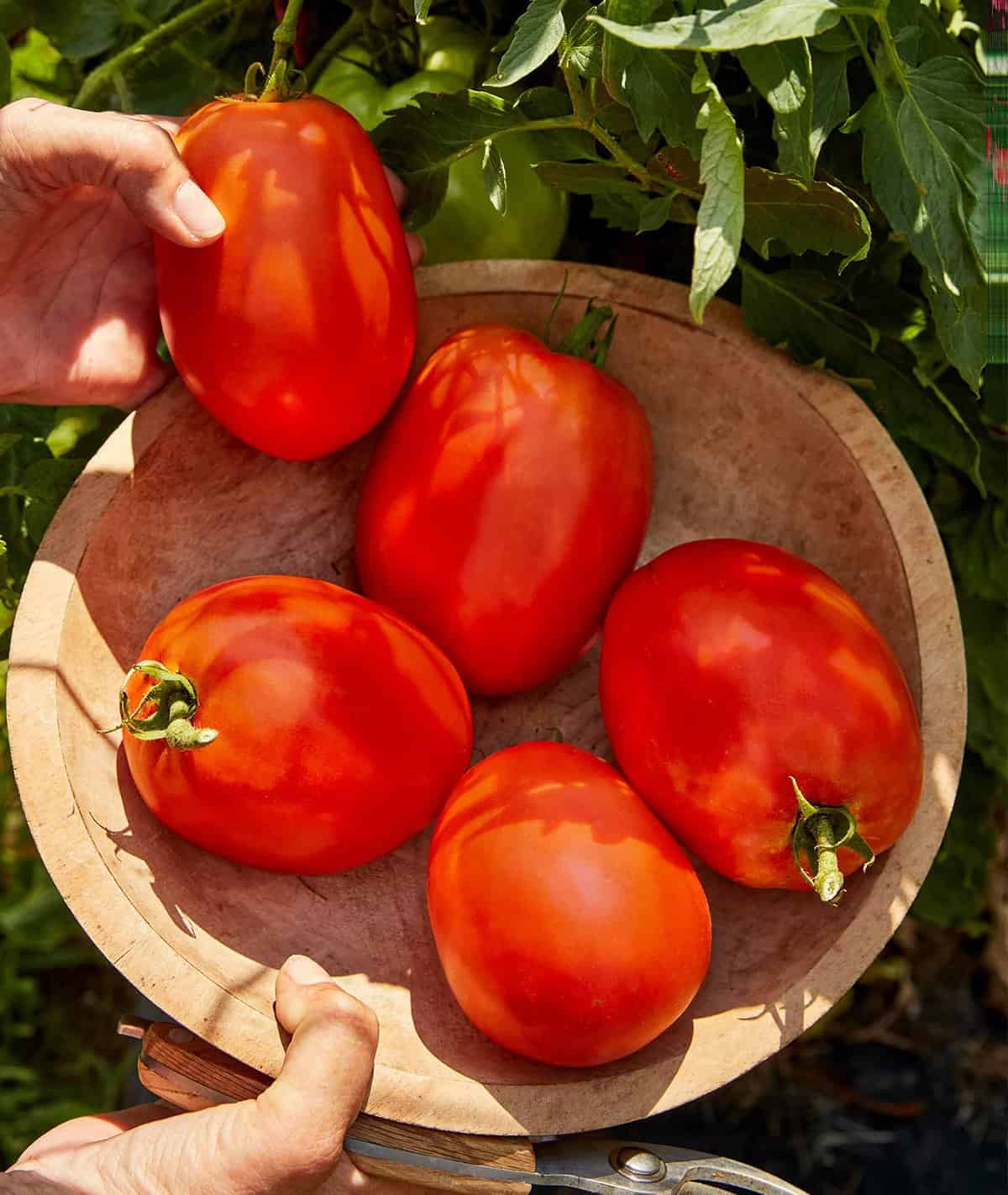 The 20 Best Tomato Varieties – Super Sauce