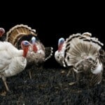 Turkey Farming 15 Things You Should Look At