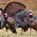 Turkey Farming 15 Things You Should Look At – Ammonia