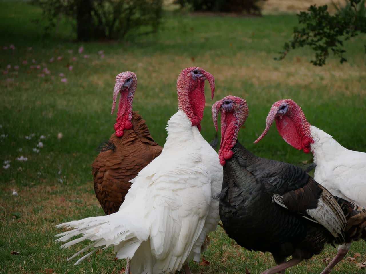 Turkey Farming 15 Things You Should Look At – Baby Feathers
