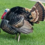 Turkey Farming 15 Things You Should Look At – Control