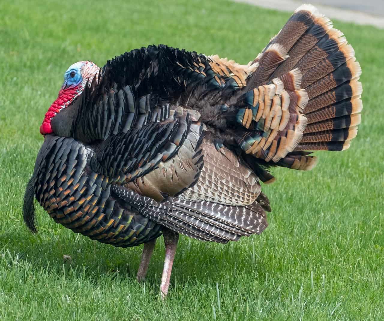 Turkey Farming 15 Things You Should Look At – Control