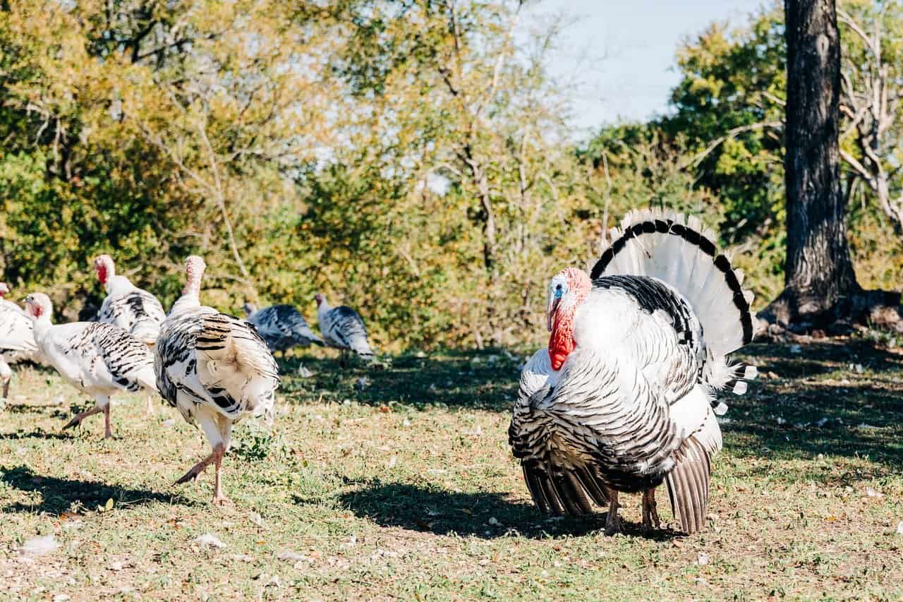 Turkey Farming 15 Things You Should Look At – Equipment