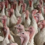 Turkey Farming 15 Things You Should Look At – Food