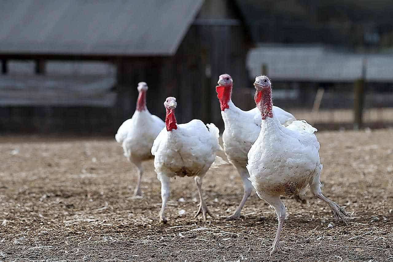 Turkey Farming 15 Things You Should Look At – Housing