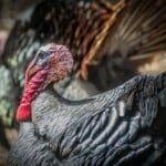 Turkey Farming 15 Things You Should Look At – Prescription