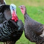 Turkey Farming 15 Things You Should Look At – Stress
