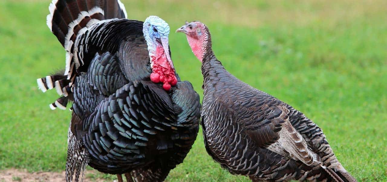 Turkey Farming 15 Things You Should Look At – Stress