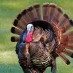 Turkey Farming 15 Things You Should Look At – Transport