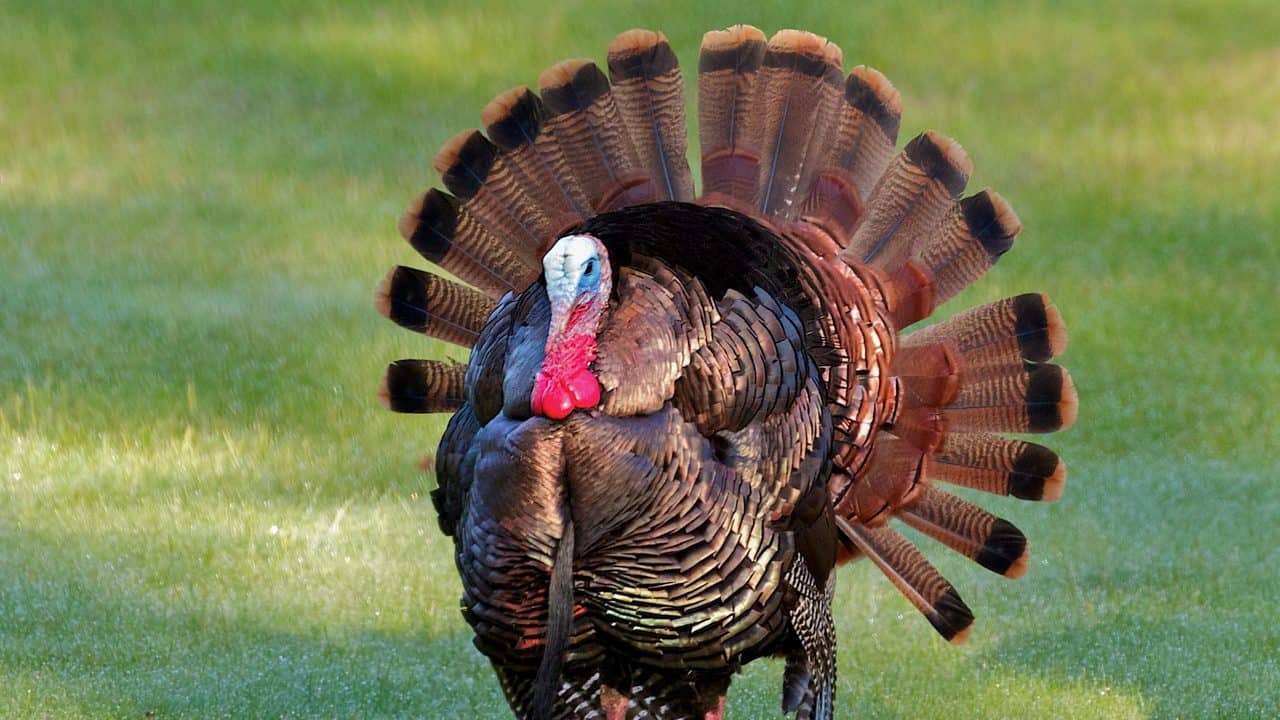 Turkey Farming 15 Things You Should Look At – Transport