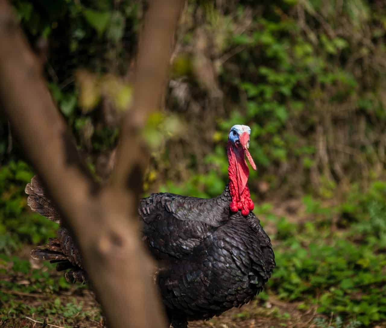 Turkey Farming 15 Things You Should Look At – Turkeys
