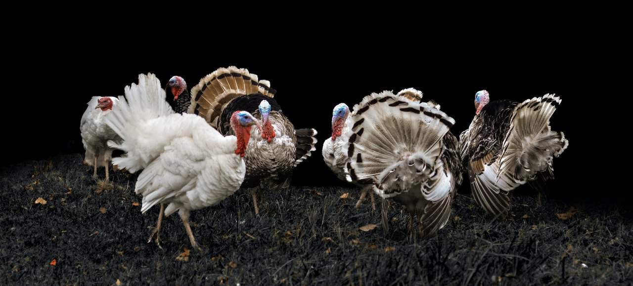 Turkey Farming 15 Things You Should Look At