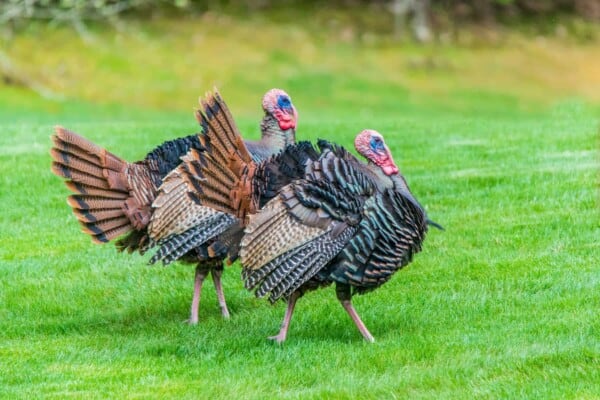 Turkey Farming: 15 Things You Should Look For