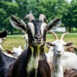 Types of Goats