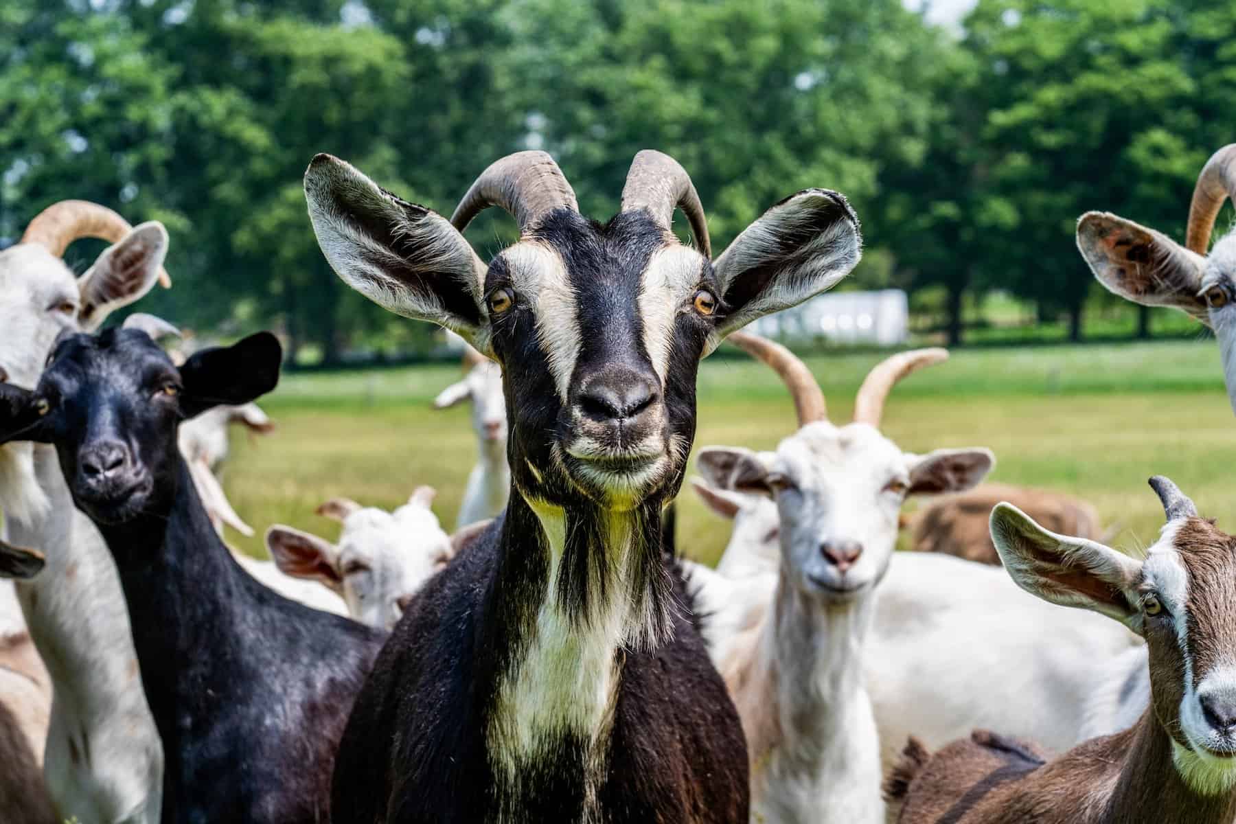 Types of Goats