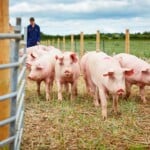 Yorkshire pig farm