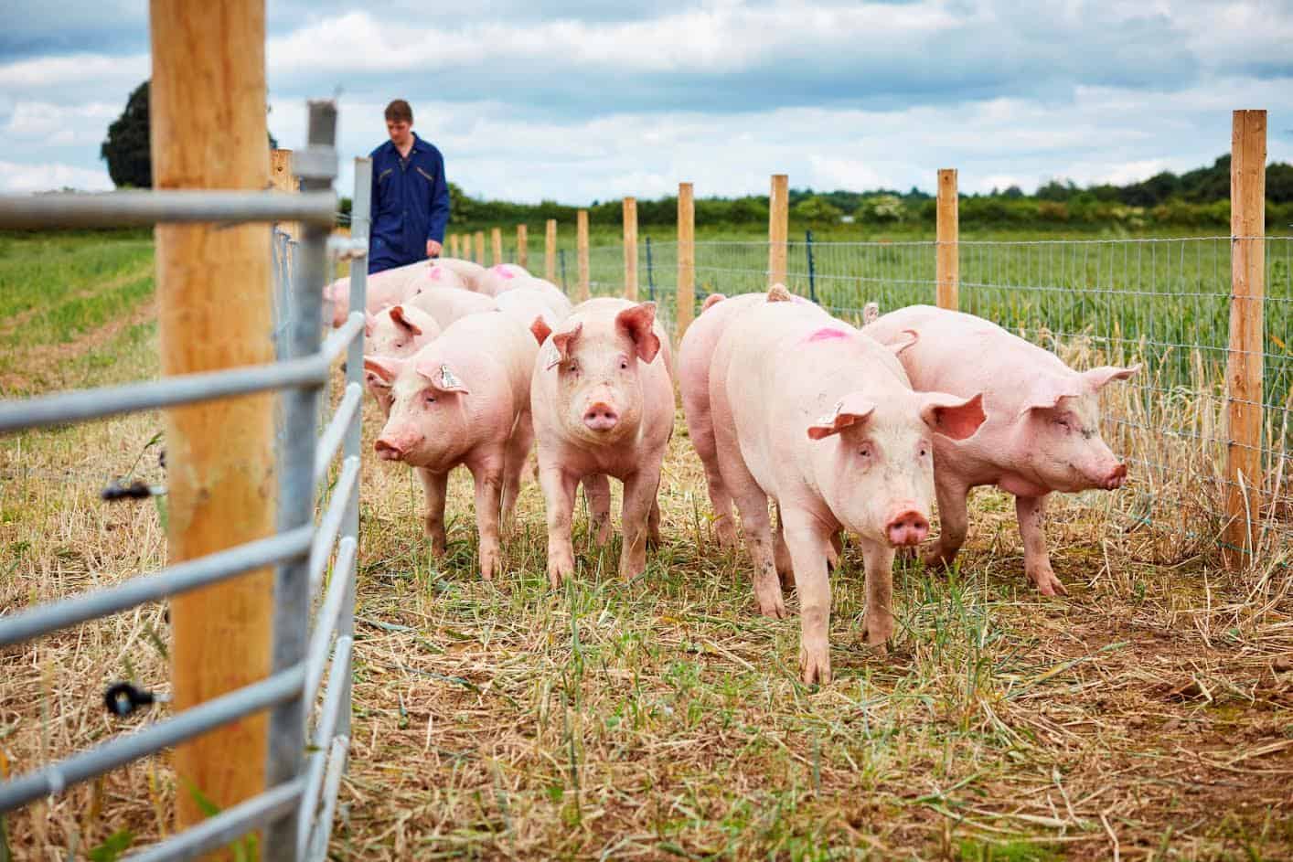 Yorkshire pig farm