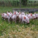 Yorkshire piglets
