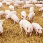 Yorkshire Pigs