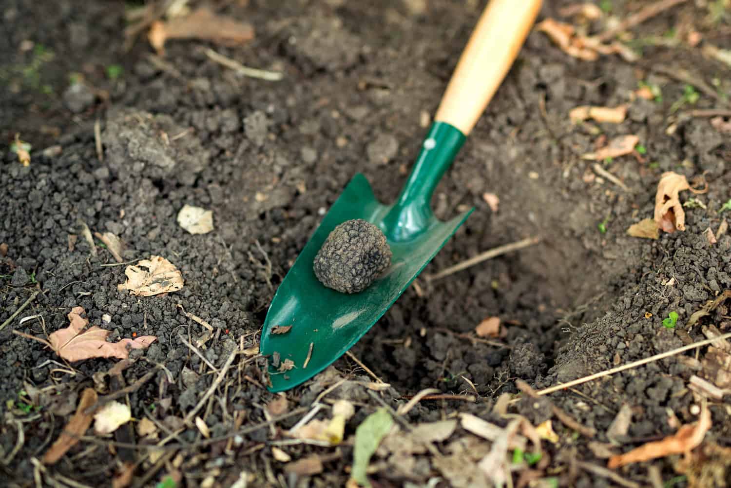 truffle mushroom soil