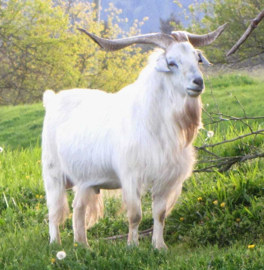 Australian Cashmere Goat