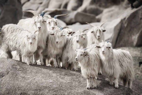 Cashmere Goats: Breeds, Characteristics, Care and Tips