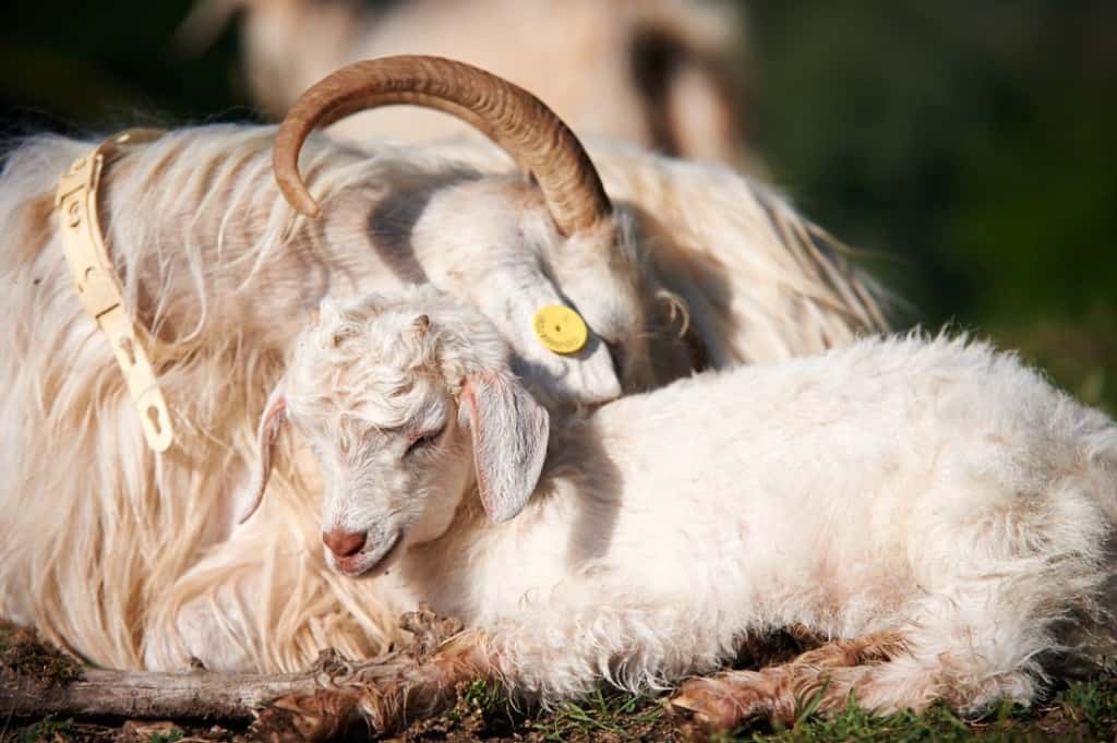 Cashmere Goats Care