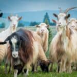 Cashmere Goats Diet