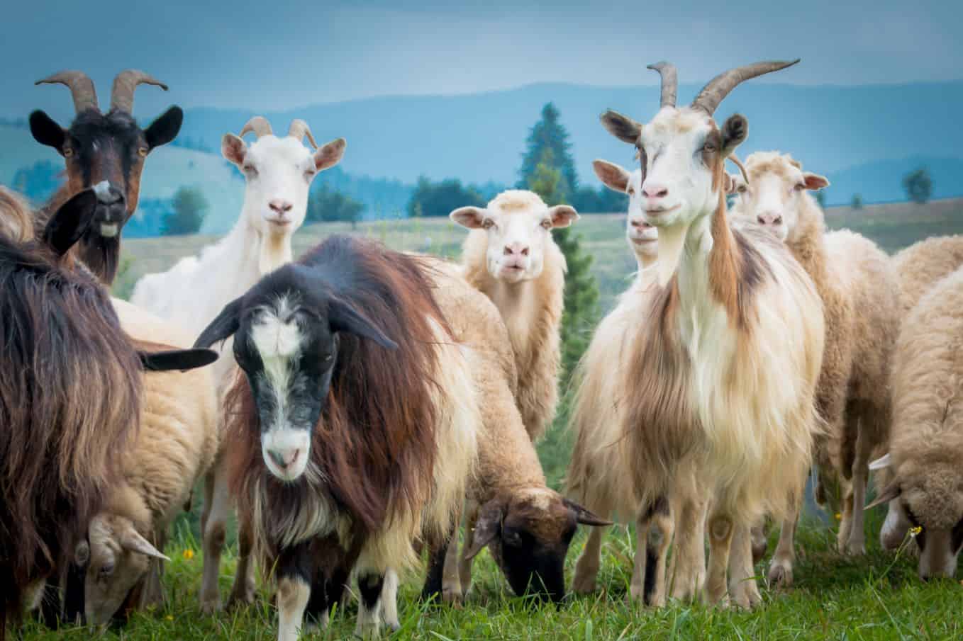 Cashmere Goats Diet