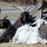 Cashmere Goats Grooming and Training