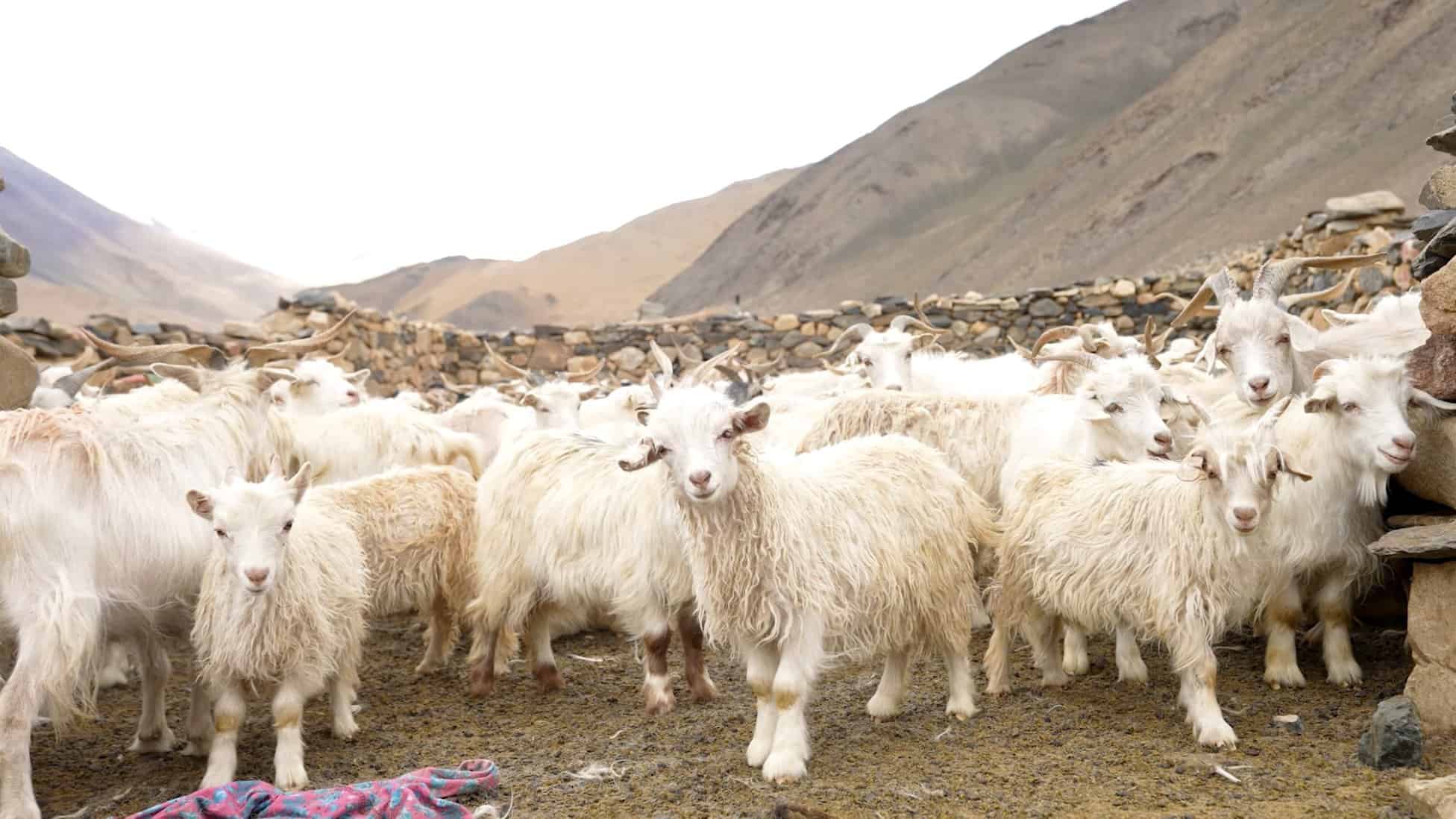 Cashmere Goats in Tibet