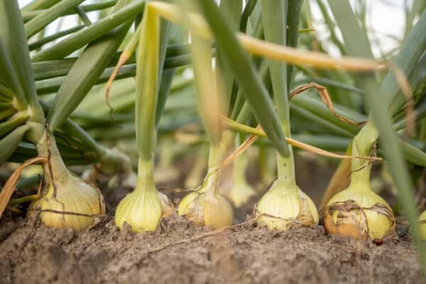 The Ultimate Guide to Growing Onion Seedlings