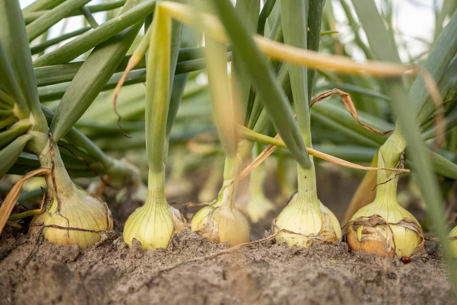 Fresh vegetable onions