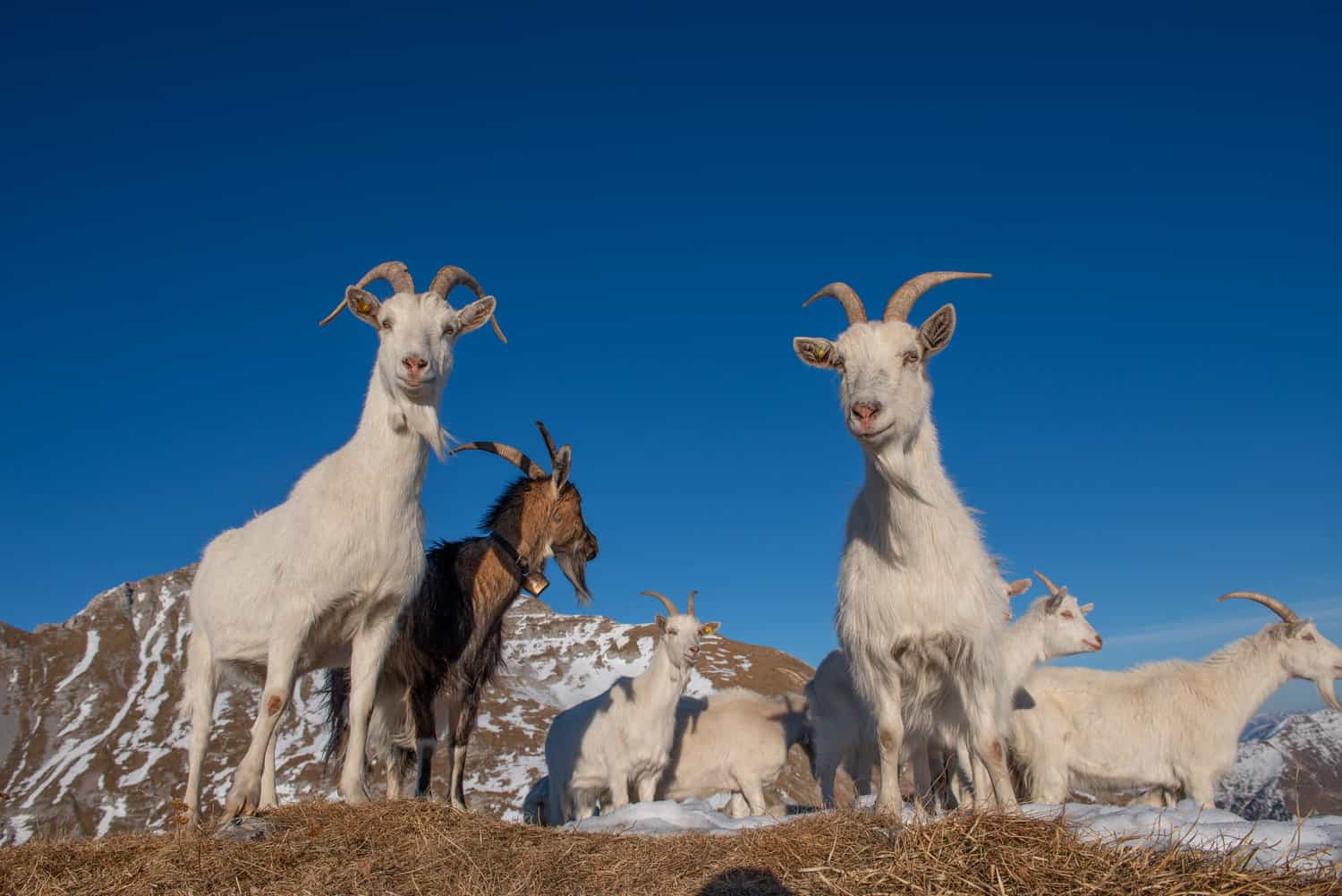 Goats in Kashmir