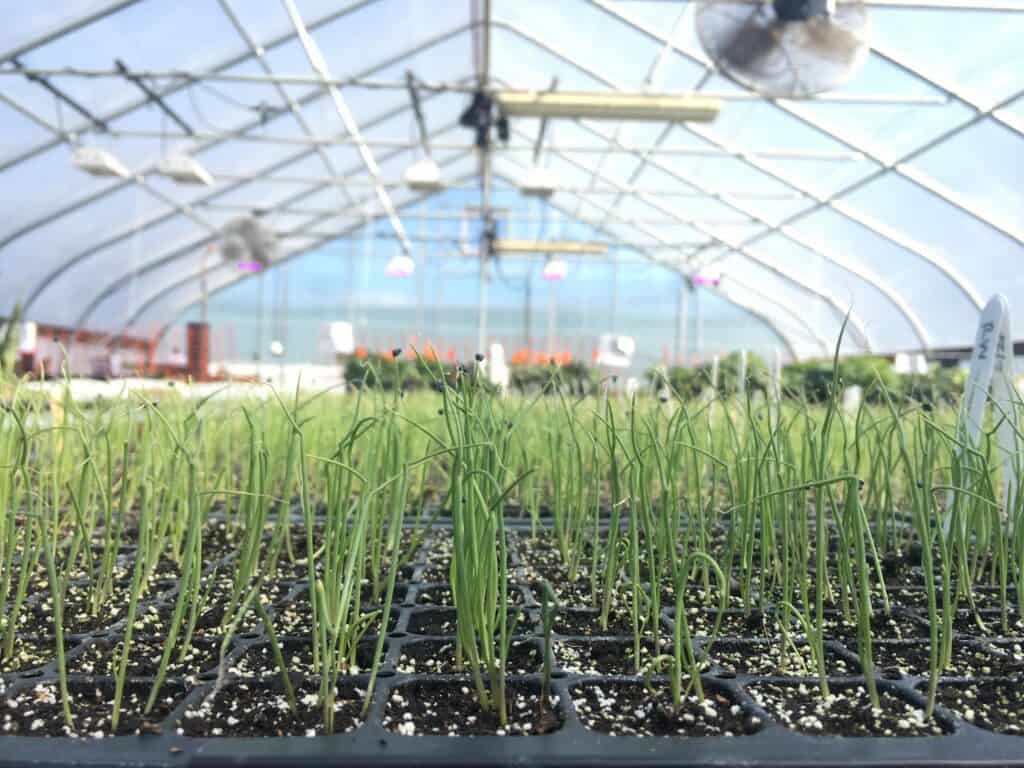 Growing Onion Seedlings