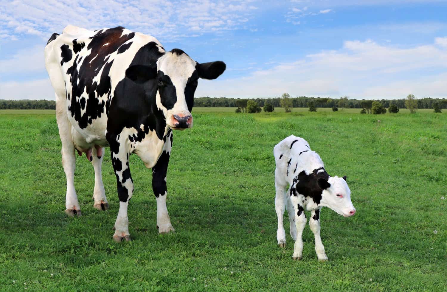 Holstein cow with newborn calf