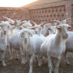 Should You Get Yourself a Cashmere Goat