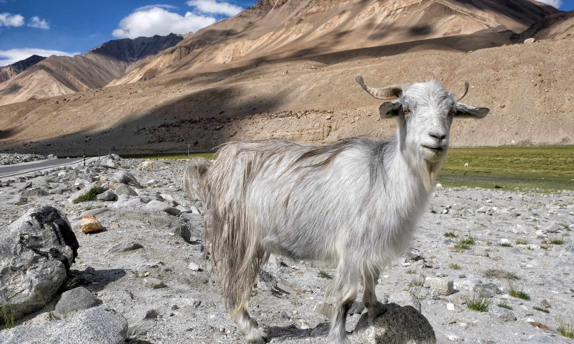 Tibetan Plateau Goat