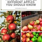 Types of Apples Pin