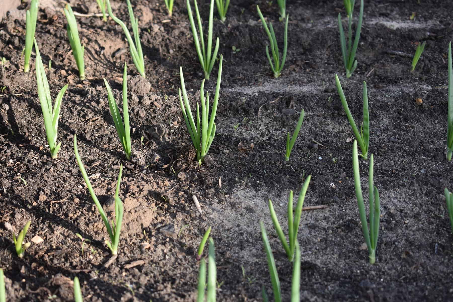 Ways to Plant Onion Seeds